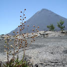 DSC00077.jpg