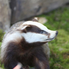 normal_24022011hohejagdautotaaktivnews_015.jpg