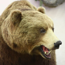 normal_24022011hohejagdautotaaktivnews_021.jpg
