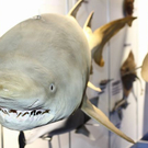 normal_24022011hohejagdautotaaktivnews_053.jpg