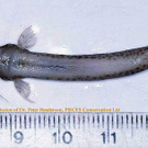 candiru-befall_neu.jpg