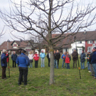 Baumschnitt 01  OGV Altenstadt_jpg-1298799171