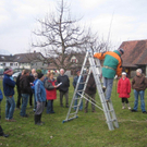 Baumschnitt 02 OGV Altenstadt_jpg-1298799175