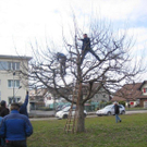 Baumschnitt 06 OGV Altenstadt_jpg-1298799193