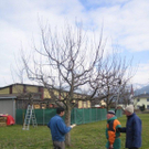 gbstbaumschnitt 2010 026_jpg-1298799205