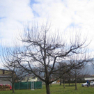 gbstbaumschnitt 2010 028_jpg-1298799210
