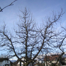 gbstbaumschnitt 2010 031_jpg-1298799216