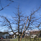 gbstbaumschnitt 2010 032_jpg-1298799220