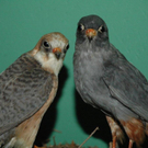 DSC_9148.jpg