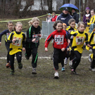 LM Crosslauf 2 Weiler 011 216_jpg-1298839860