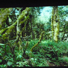 108_9774_jpg-1299104260