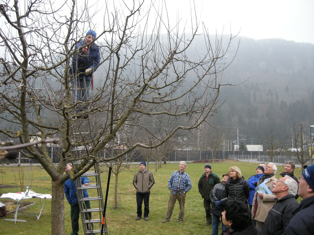 Baum 025_jpg-1299400112