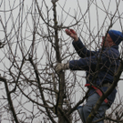 Baum 023_jpg-1299400100