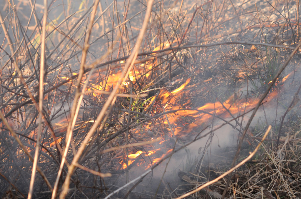 Schilfbrand H__rnle 07_03_2011 26_jpg-1299520099