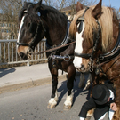DSC00090.JPG
