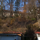 wiese1.JPG