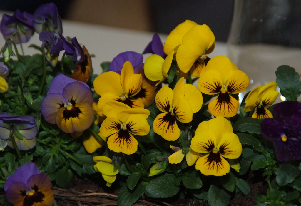 DSCF5165.JPG
