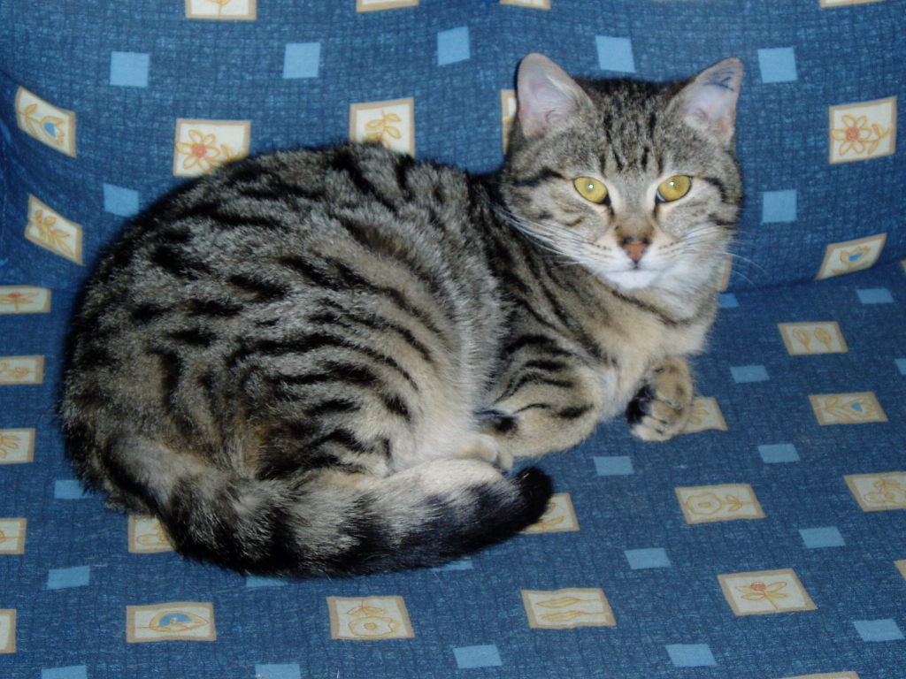 Schinaglkatzen 003.jpg