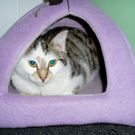 Schinaglkatzen 004.jpg