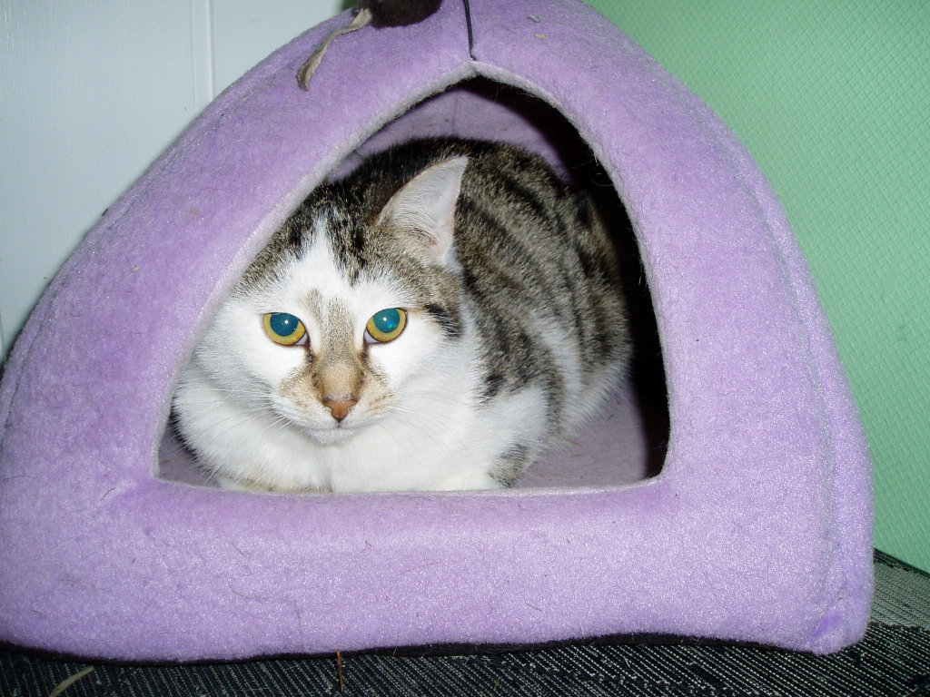 Schinaglkatzen 004.jpg