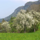 sm_gemeinde_mostprobe02_JPG-1300008901