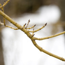 Obst- und Gartenbauverein_jpg-1300044963