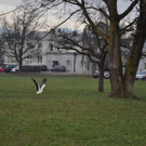 DSC_0060.JPG