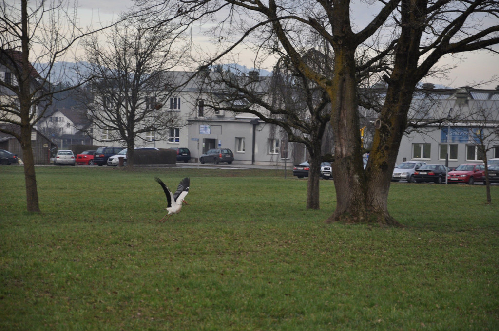DSC_0060.JPG