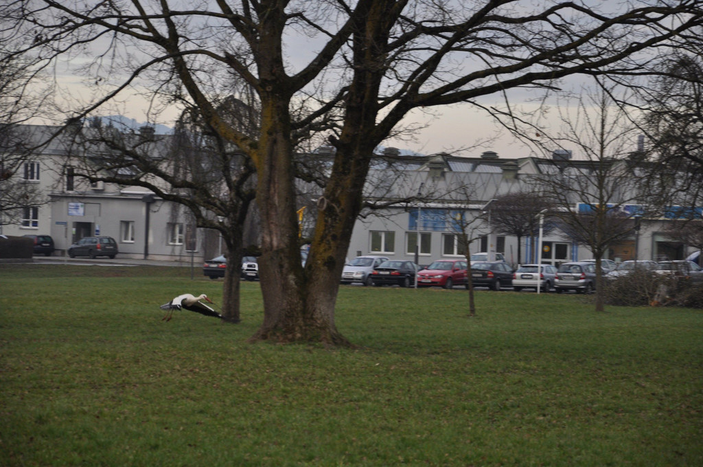 DSC_0061.JPG