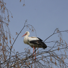 Storch Birke.jpg