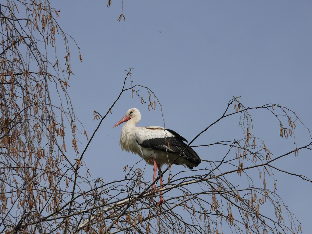 Storch Birke.jpg