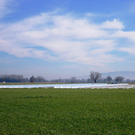 Erdbeerenfelder im Frühling