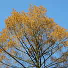 9_3_11 027_jpg-1300321317