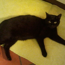 Kater zugelaufen in Rankweil