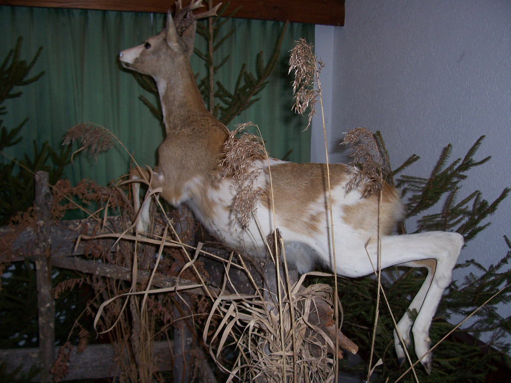 100_4954.JPG