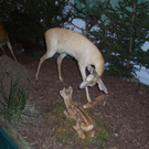 100_4955.JPG