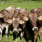 bwald_kuehe_jpg-1300637552