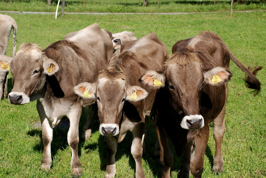 bwald_kuehe_jpg-1300637552