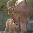 "Kindersegen" im Wiener Tiergarten Schönbrunn