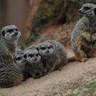 Zoo-Tiere genießen die ersten Sonnenstrahlen