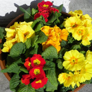 109_8622_JPG-1300923911