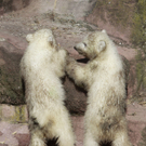 DAB2104-20110323.jpg