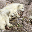 DAB2148-20110323.jpg