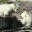DAB3164-20110323.jpg