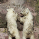 DDI0300-20110323.jpg