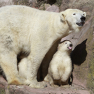 DDI0301-20110323.jpg