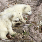 DDI0305-20110323.jpg