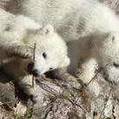 DDI0307-20110323.jpg