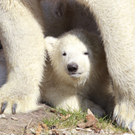 DDI0309-20110323.jpg