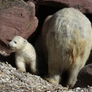 DDI0311-20110323.jpg